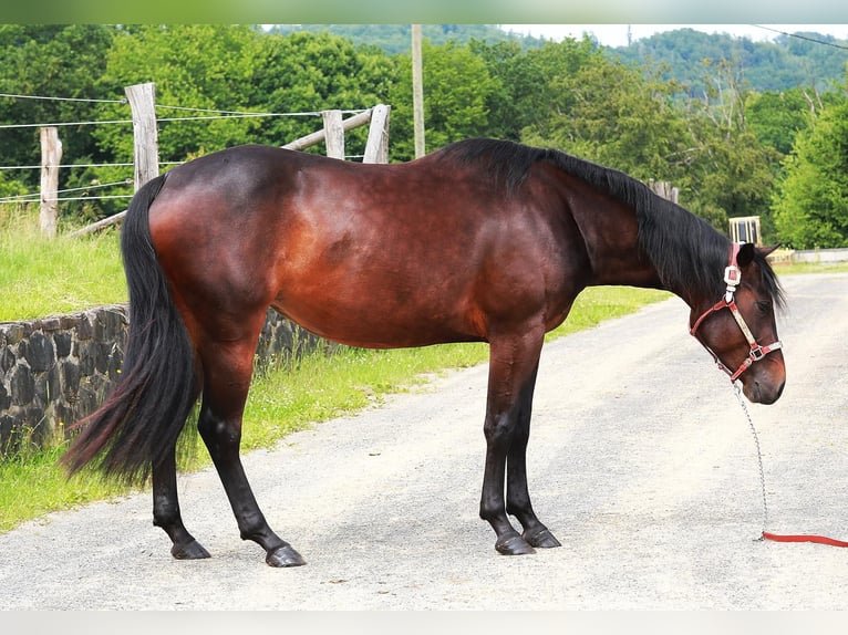 American Quarter Horse Merrie 3 Jaar 150 cm Bruin in Windeck