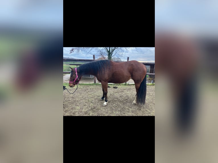 American Quarter Horse Merrie 3 Jaar 150 cm Bruin in Wermelskirchen