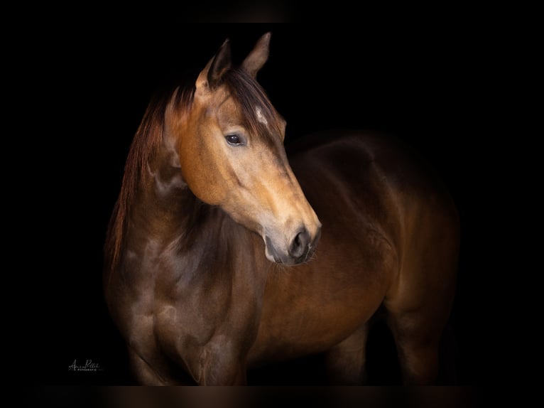 American Quarter Horse Merrie 3 Jaar 150 cm Buckskin in Marktbreit