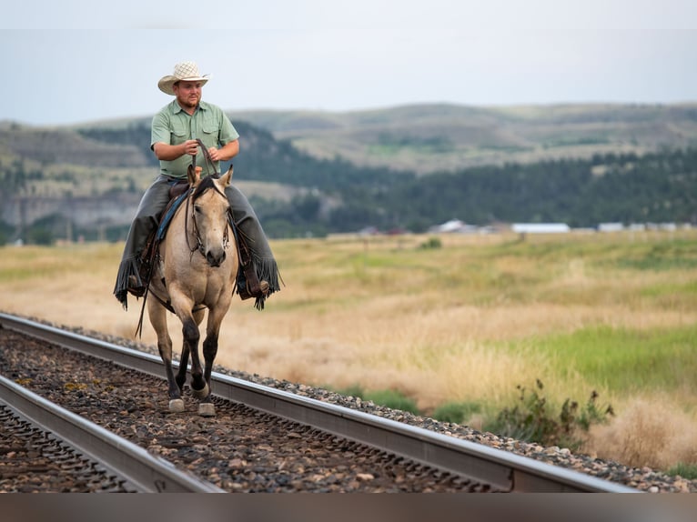 American Quarter Horse Merrie 3 Jaar 150 cm Buckskin in Greycliff