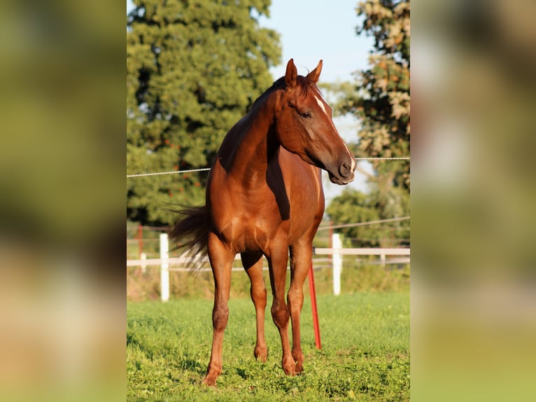 American Quarter Horse Merrie 3 Jaar 150 cm Donkere-vos in Stade