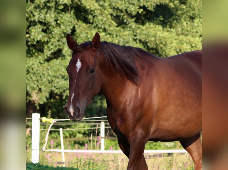 American Quarter Horse Merrie 3 Jaar 150 cm Donkere-vos in Stade
