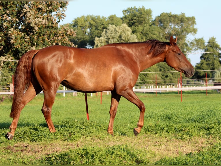 American Quarter Horse Merrie 3 Jaar 150 cm Donkere-vos in Stade