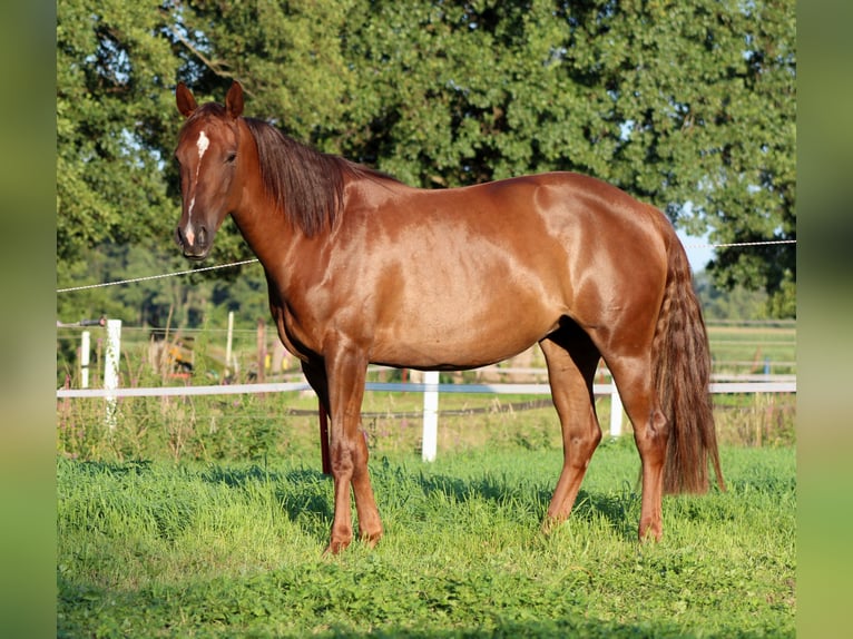 American Quarter Horse Merrie 3 Jaar 150 cm Donkere-vos in Stade