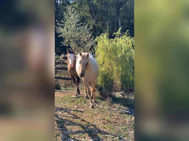 American Quarter Horse Merrie 3 Jaar 150 cm Dunalino in Opi