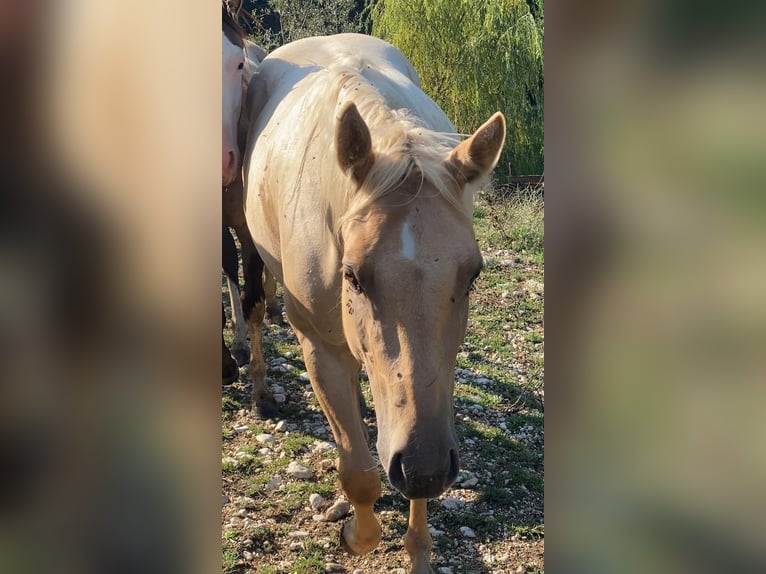 American Quarter Horse Merrie 3 Jaar 150 cm Dunalino in Opi