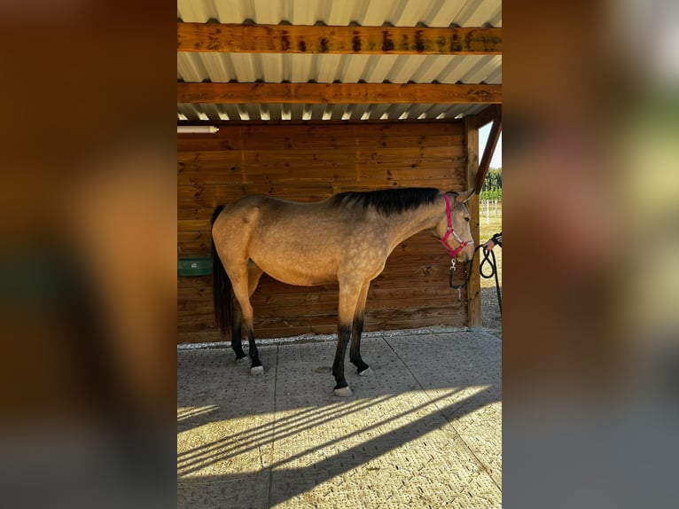 American Quarter Horse Merrie 3 Jaar 150 cm Falbe in Aix-en-Provence