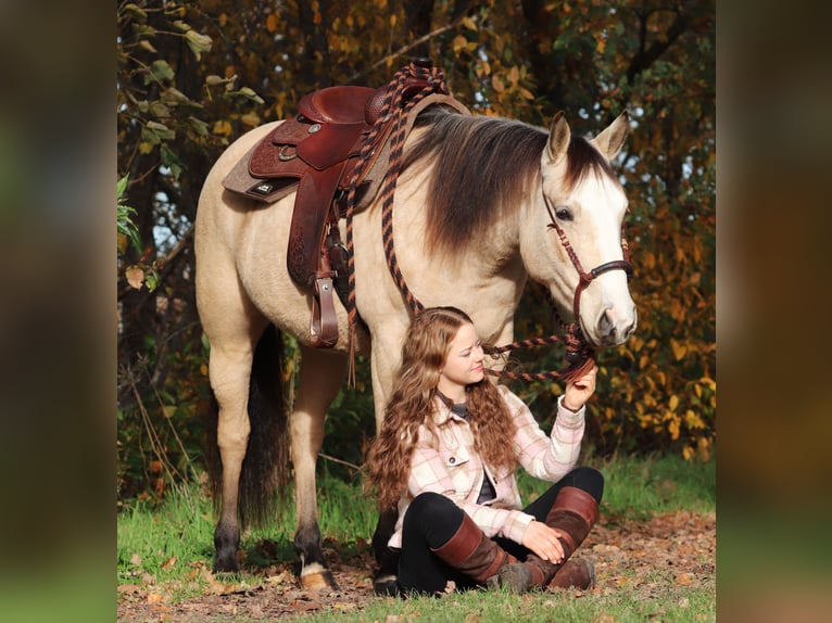 American Quarter Horse Mix Merrie 3 Jaar 150 cm Falbe in Oberhausen