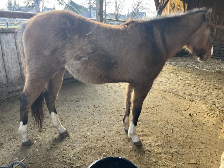 American Quarter Horse Merrie 3 Jaar 150 cm Falbe in Kleinschwabhausen