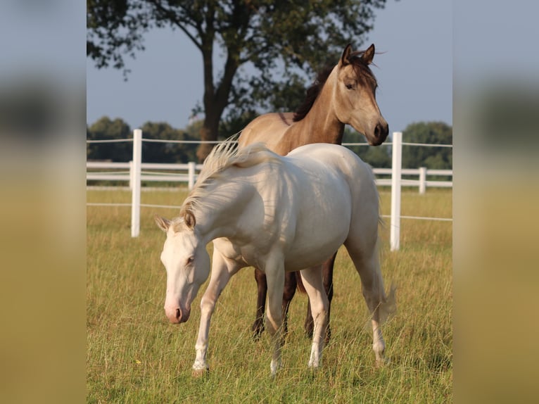 American Quarter Horse Mix Merrie 3 Jaar 150 cm Perlino in Oberhausen