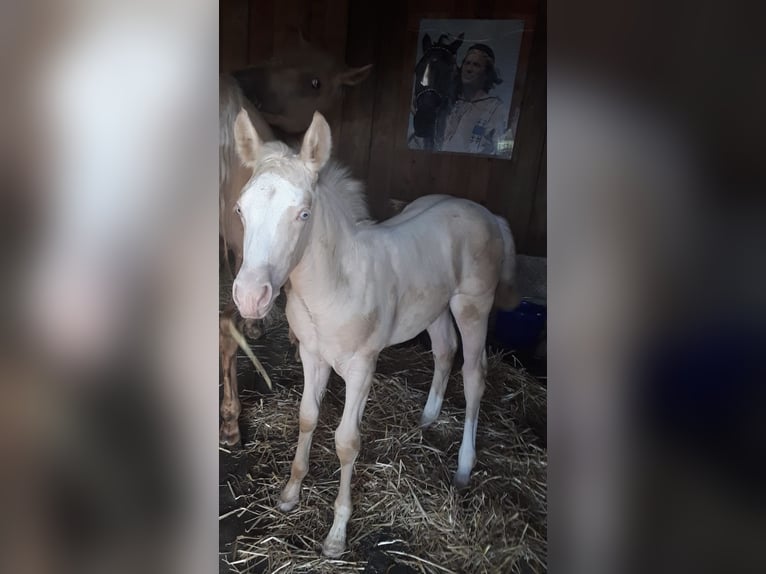 American Quarter Horse Mix Merrie 3 Jaar 150 cm Perlino in Oberhausen