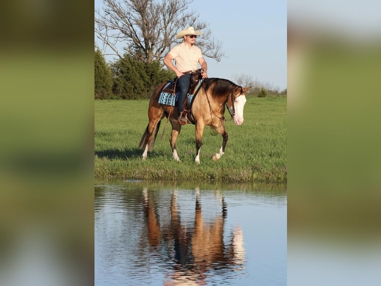 American Quarter Horse Merrie 3 Jaar 150 cm in Buffalo, MO