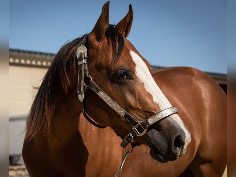 American Quarter Horse Merrie 3 Jaar 150 cm in Hürtgenwald