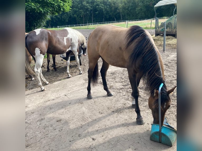 American Quarter Horse Merrie 3 Jaar 150 cm in Kehl