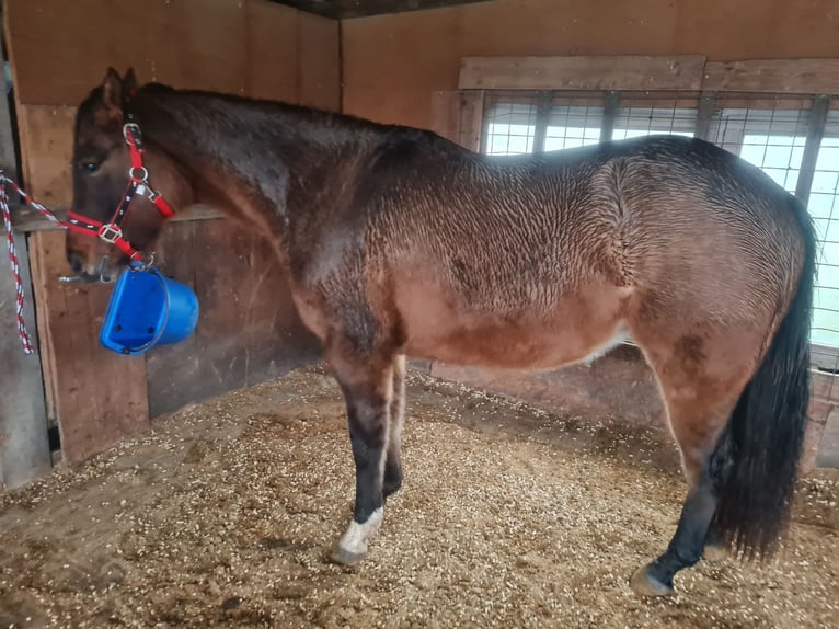 American Quarter Horse Merrie 3 Jaar 150 cm in Kehl