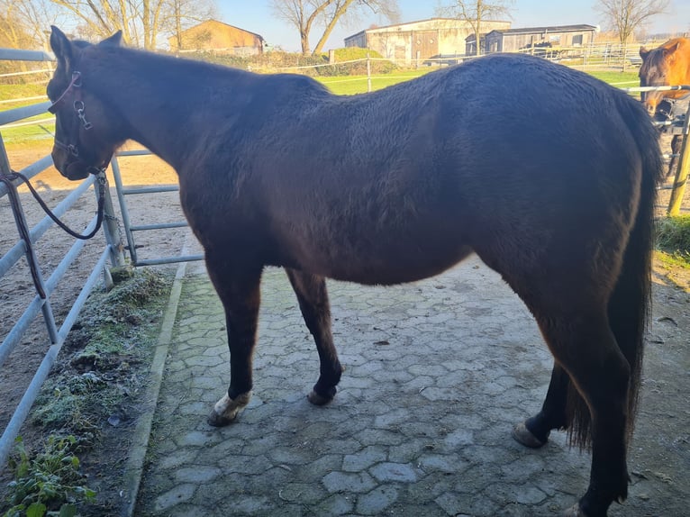 American Quarter Horse Merrie 3 Jaar 150 cm in Kehl