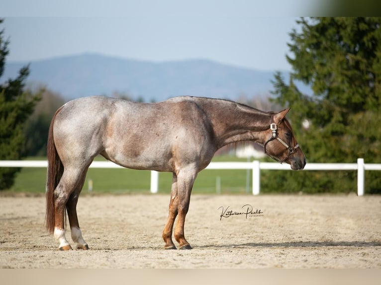 American Quarter Horse Merrie 3 Jaar 150 cm Roan-Red in Eging am See