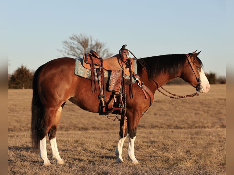 American Quarter Horse Merrie 3 Jaar 150 cm Roodbruin in Buffalo, MO