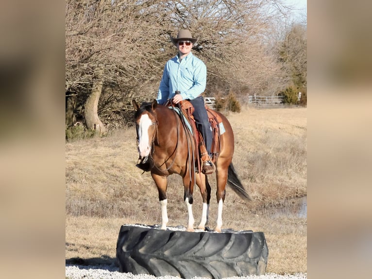 American Quarter Horse Merrie 3 Jaar 150 cm Roodbruin in Buffalo, MO