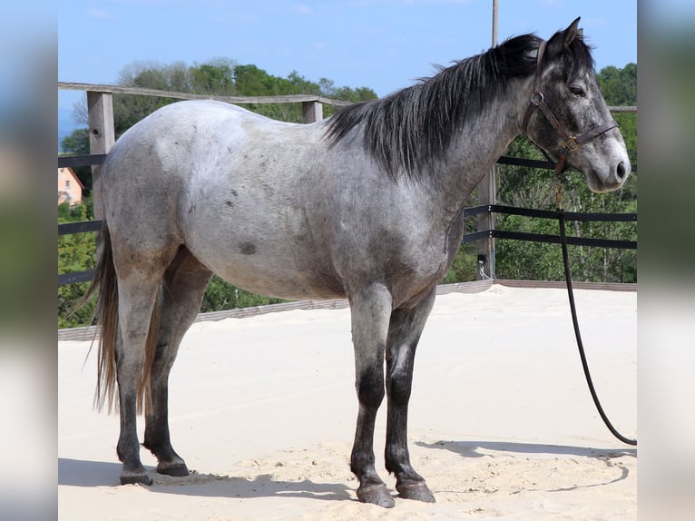 American Quarter Horse Merrie 3 Jaar 150 cm Schimmel in Müglitztal