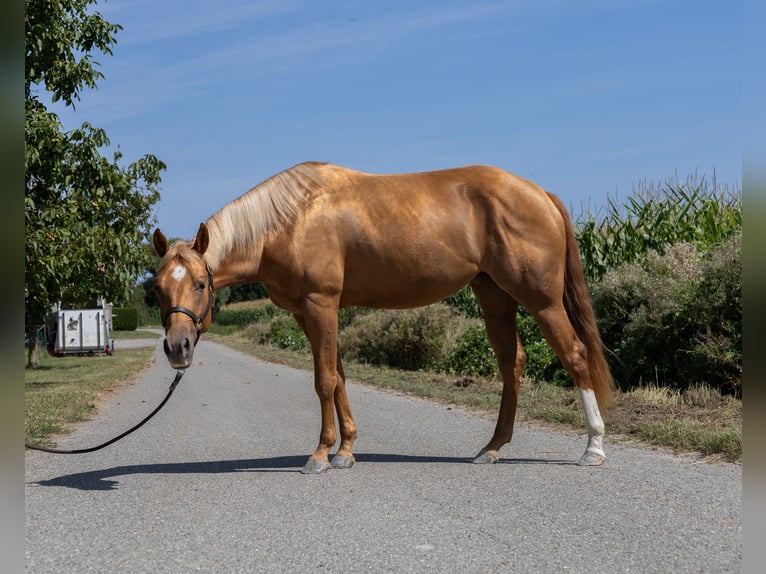 American Quarter Horse Merrie 3 Jaar 150 cm Vos in Kappelen