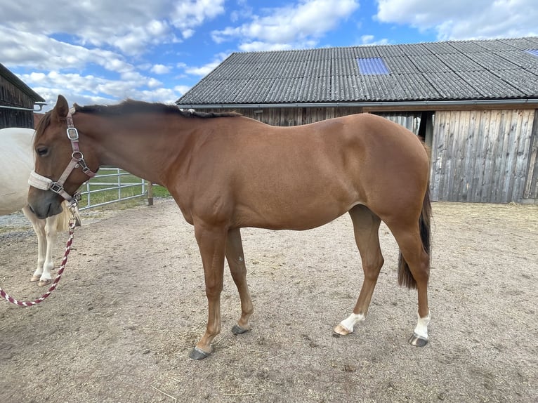 American Quarter Horse Merrie 3 Jaar 150 cm Vos in Frassinello Monferrato