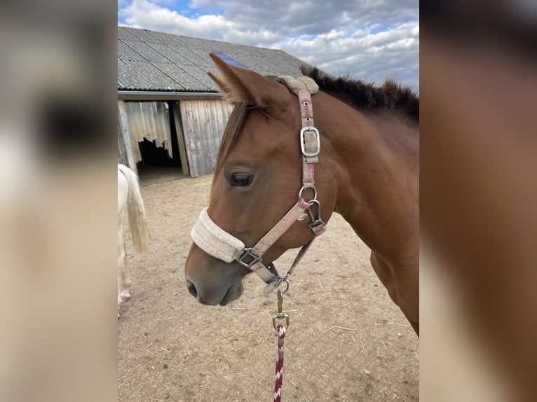 American Quarter Horse Merrie 3 Jaar 150 cm Vos in Kemnath