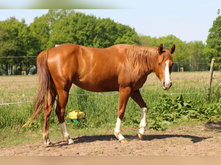 American Quarter Horse Merrie 3 Jaar 150 cm Vos in Celle