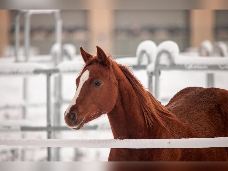 American Quarter Horse Merrie 3 Jaar 150 cm Vos in Zeulenroda-Triebes