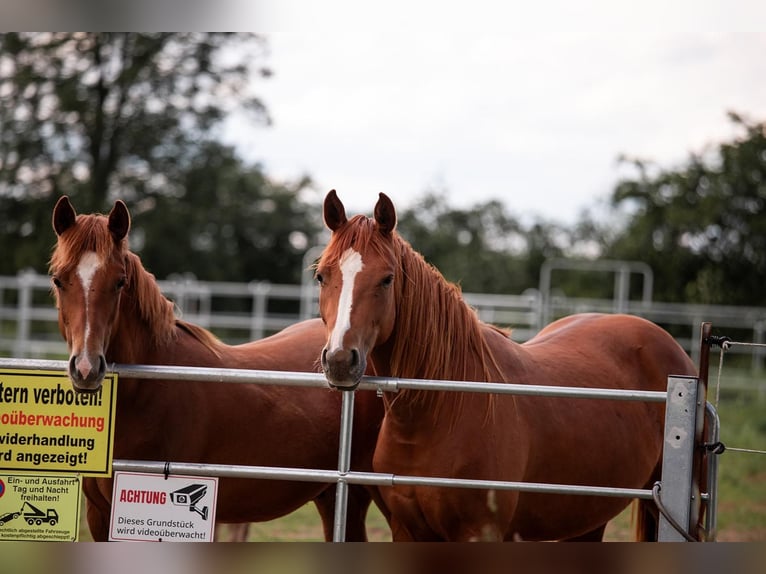 American Quarter Horse Merrie 3 Jaar 150 cm Vos in Zeulenroda-Triebes