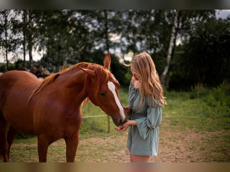 American Quarter Horse Merrie 3 Jaar 150 cm Vos in Zeulenroda-Triebes