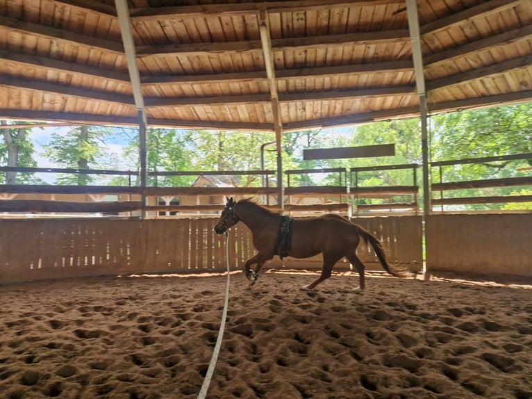American Quarter Horse Merrie 3 Jaar 150 cm Vos in Zeulenroda-Triebes
