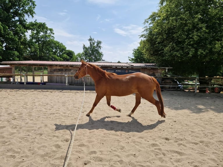 American Quarter Horse Merrie 3 Jaar 150 cm Vos in Zeulenroda-Triebes