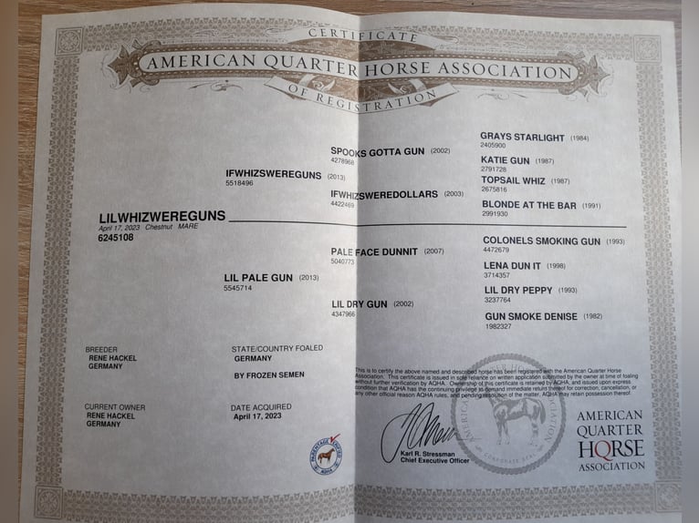 American Quarter Horse Merrie 3 Jaar 151 cm Donkere-vos in Herentals