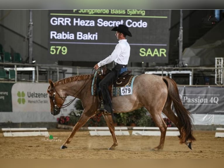 American Quarter Horse Merrie 3 Jaar 151 cm Vos in Kandel