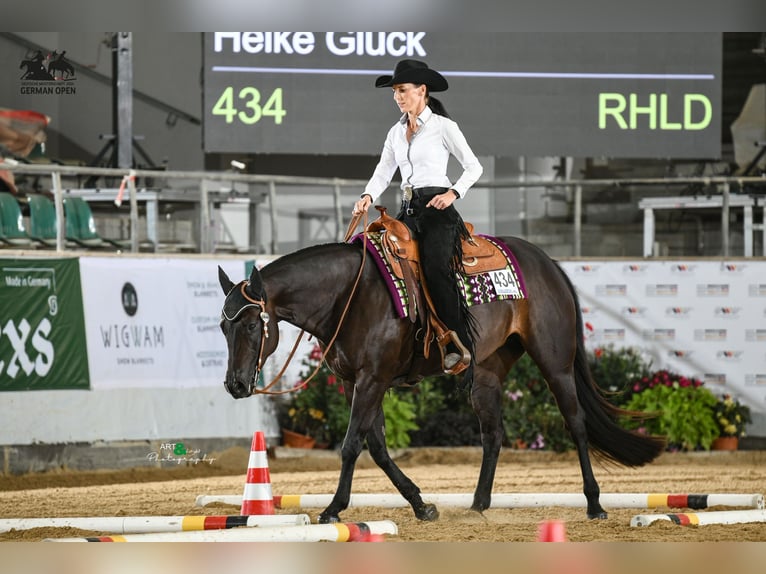 American Quarter Horse Merrie 3 Jaar 151 cm Vos in Kandel