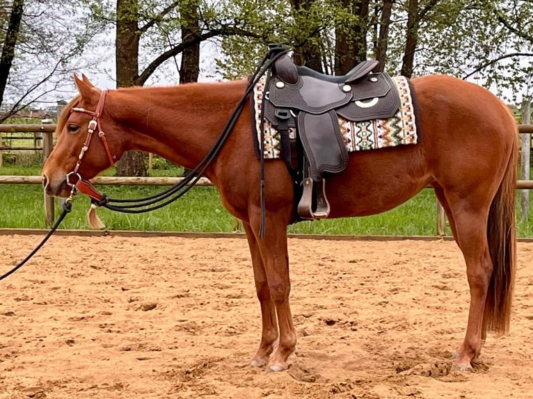 American Quarter Horse Merrie 3 Jaar 151 cm Vos in Kandel