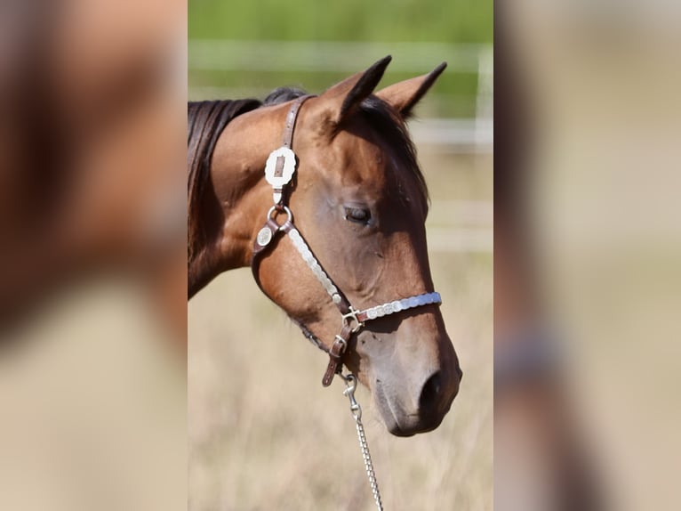 American Quarter Horse Merrie 3 Jaar 152 cm Bruin in Leun