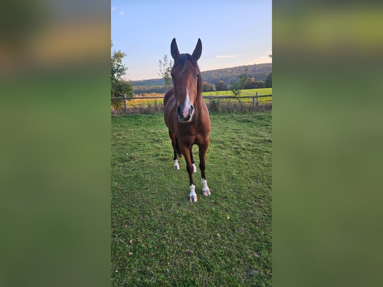 American Quarter Horse Merrie 3 Jaar 152 cm Bruin in Rüthen