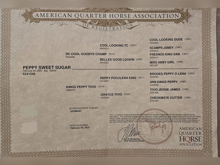 American Quarter Horse Merrie 3 Jaar 152 cm Bruin in Rüthen