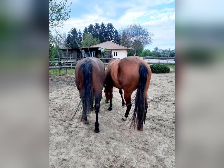 American Quarter Horse Merrie 3 Jaar 152 cm Bruin in Strebersdorf