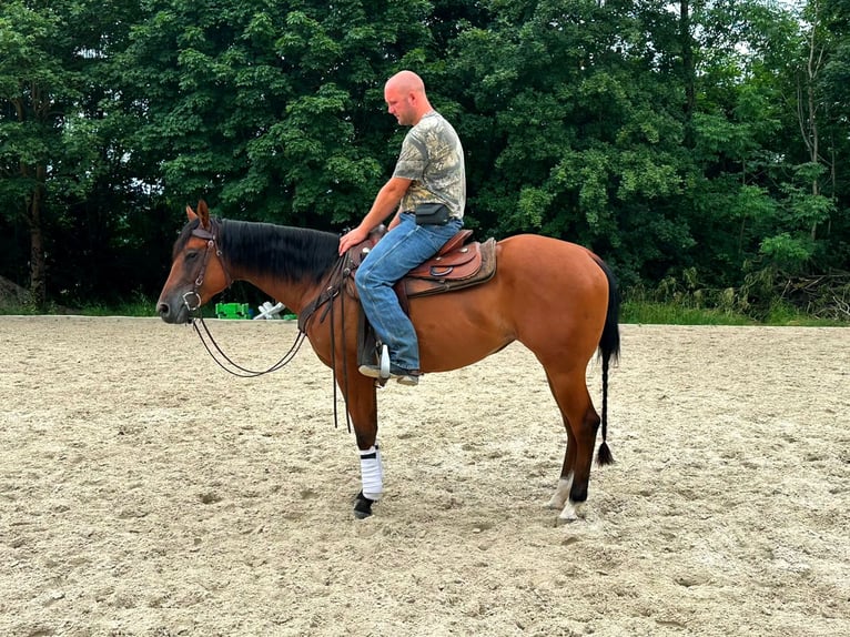 American Quarter Horse Merrie 3 Jaar 152 cm Bruin in Strebersdorf