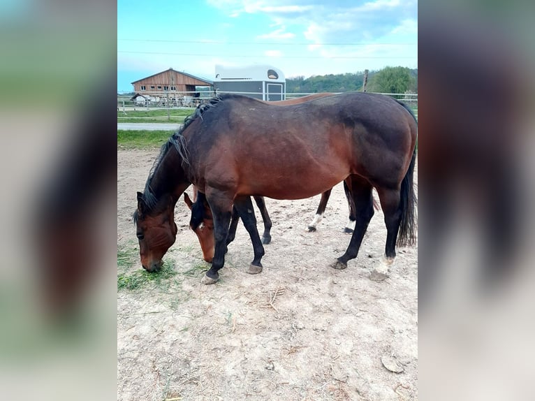 American Quarter Horse Merrie 3 Jaar 152 cm Bruin in Strebersdorf