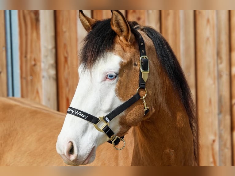 American Quarter Horse Merrie 3 Jaar 152 cm Buckskin in Hundsangen