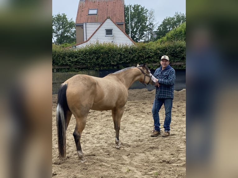 American Quarter Horse Merrie 3 Jaar 152 cm Buckskin in Lille