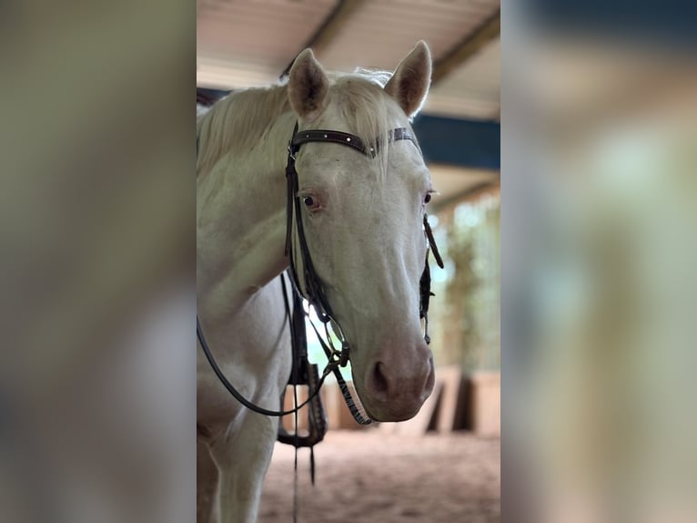 American Quarter Horse Merrie 3 Jaar 152 cm Cremello in Schmitshausen