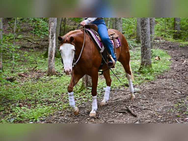 American Quarter Horse Merrie 3 Jaar 152 cm Donkere-vos in Newfoundland