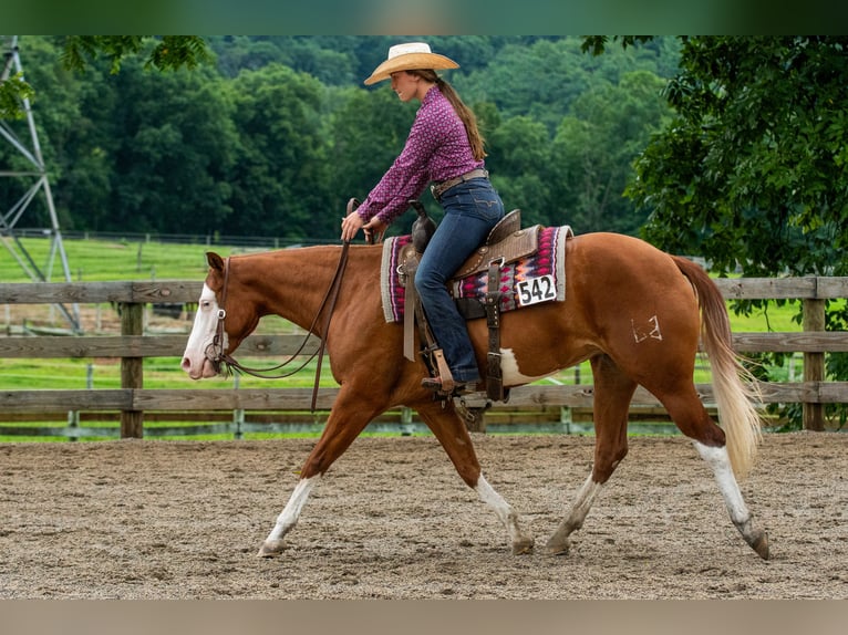 American Quarter Horse Merrie 3 Jaar 152 cm Donkere-vos in Newfoundland