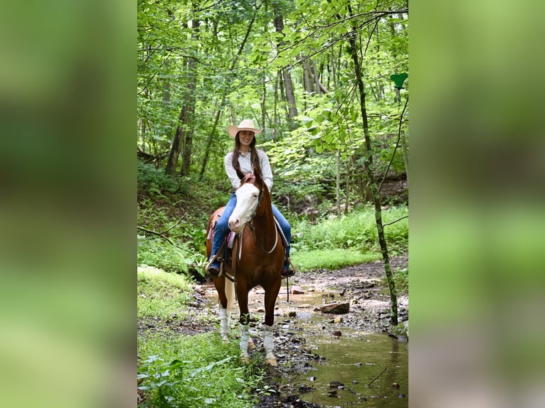 American Quarter Horse Merrie 3 Jaar 152 cm Donkere-vos in Newfoundland