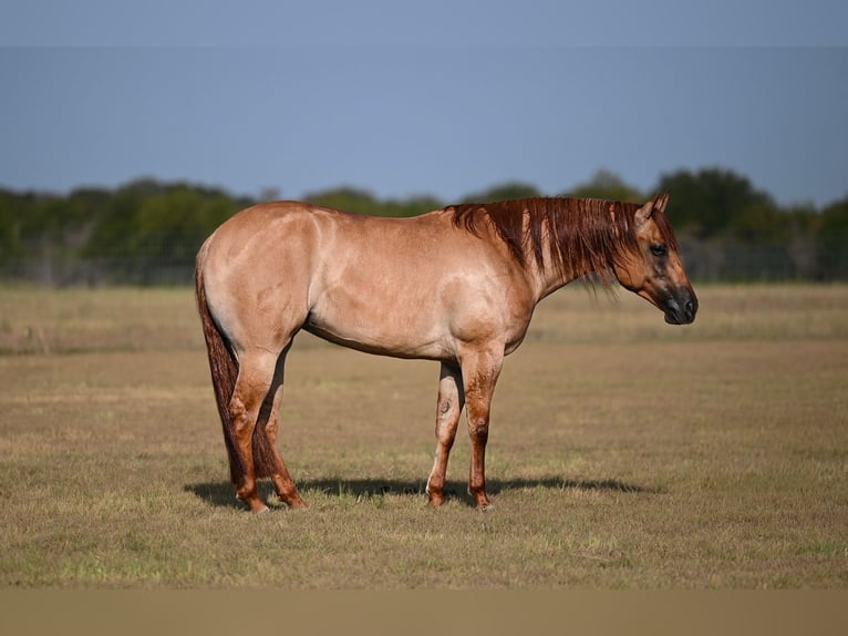 American Quarter Horse Merrie 3 Jaar 152 cm Falbe in Waco